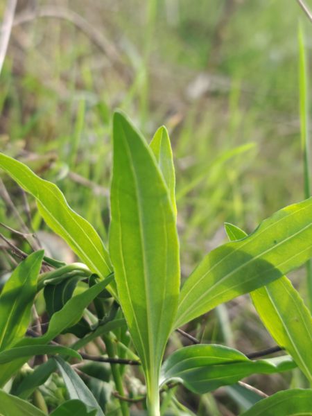 Saponaire officinale