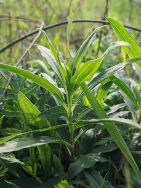Saponaire officinale