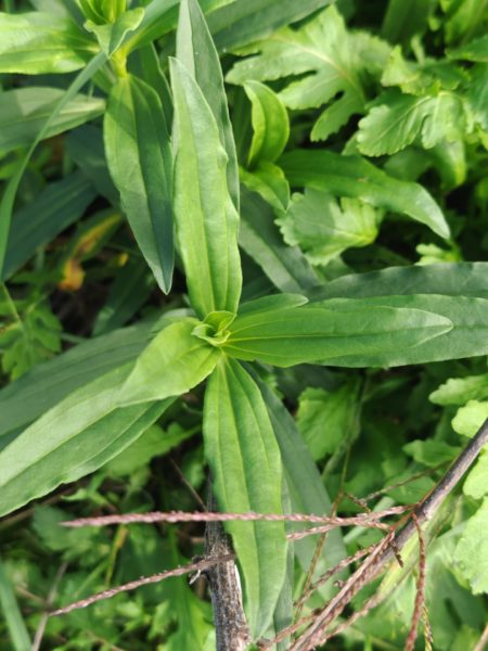Saponaire officinale