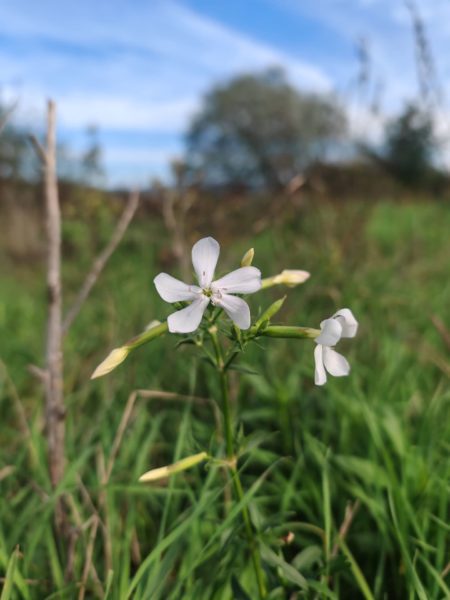 Saponaire officinale