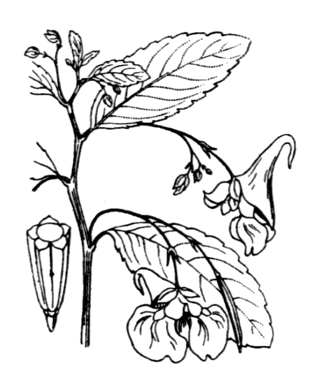 Balsamine des bois