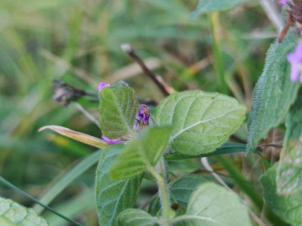 Calament clinopode