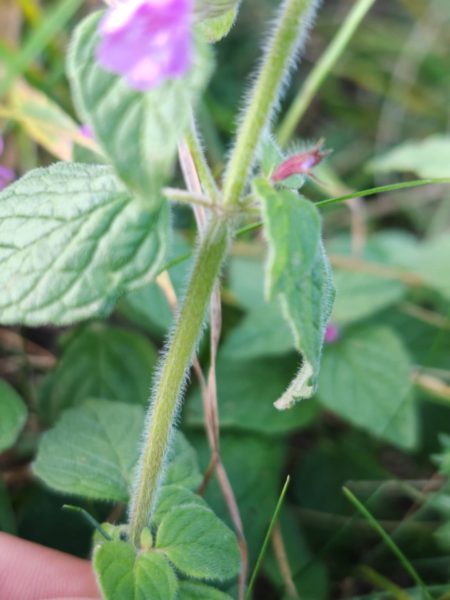 Calament clinopode