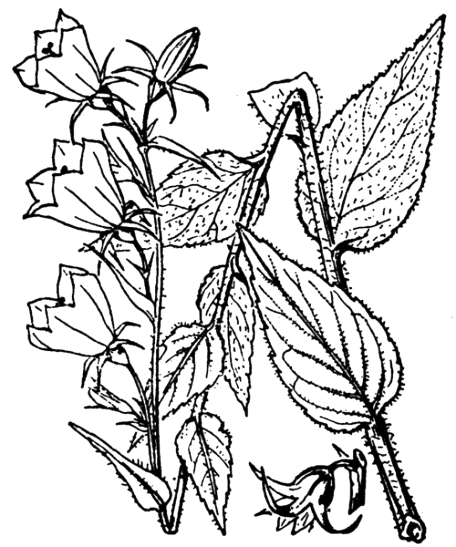 Campanule rhomboïdale