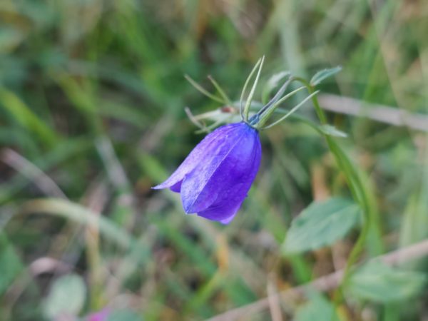 Campanule rhomboïdale