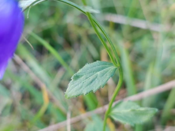 Campanule rhomboïdale