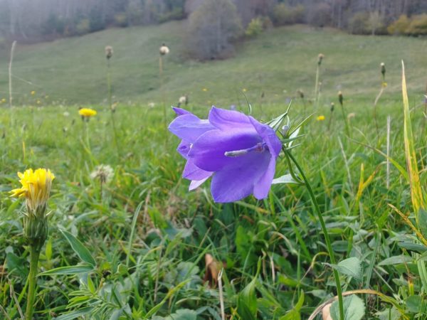 Campanule rhomboïdale
