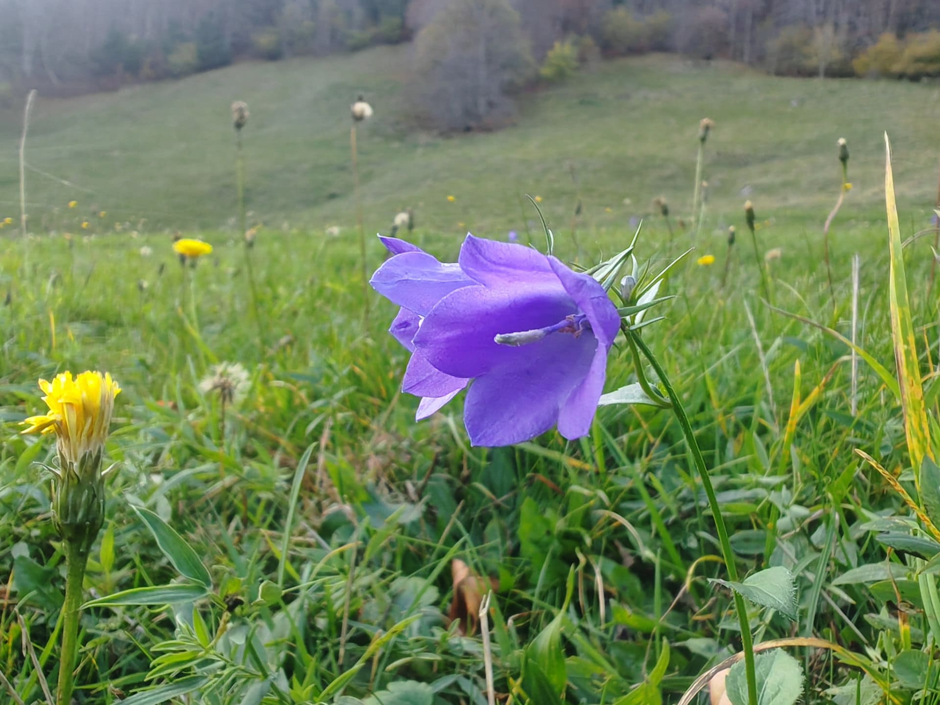 Campanule rhomboïdale