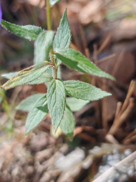 Campanule rhomboïdale