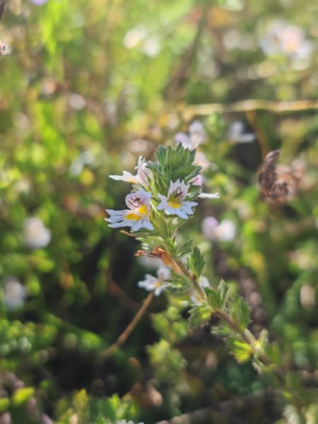 Euphraise officinale