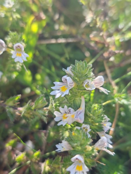 Euphraise officinale