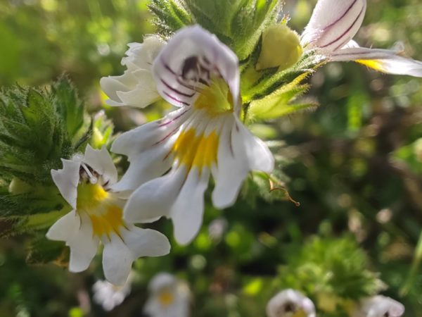 Euphraise officinale