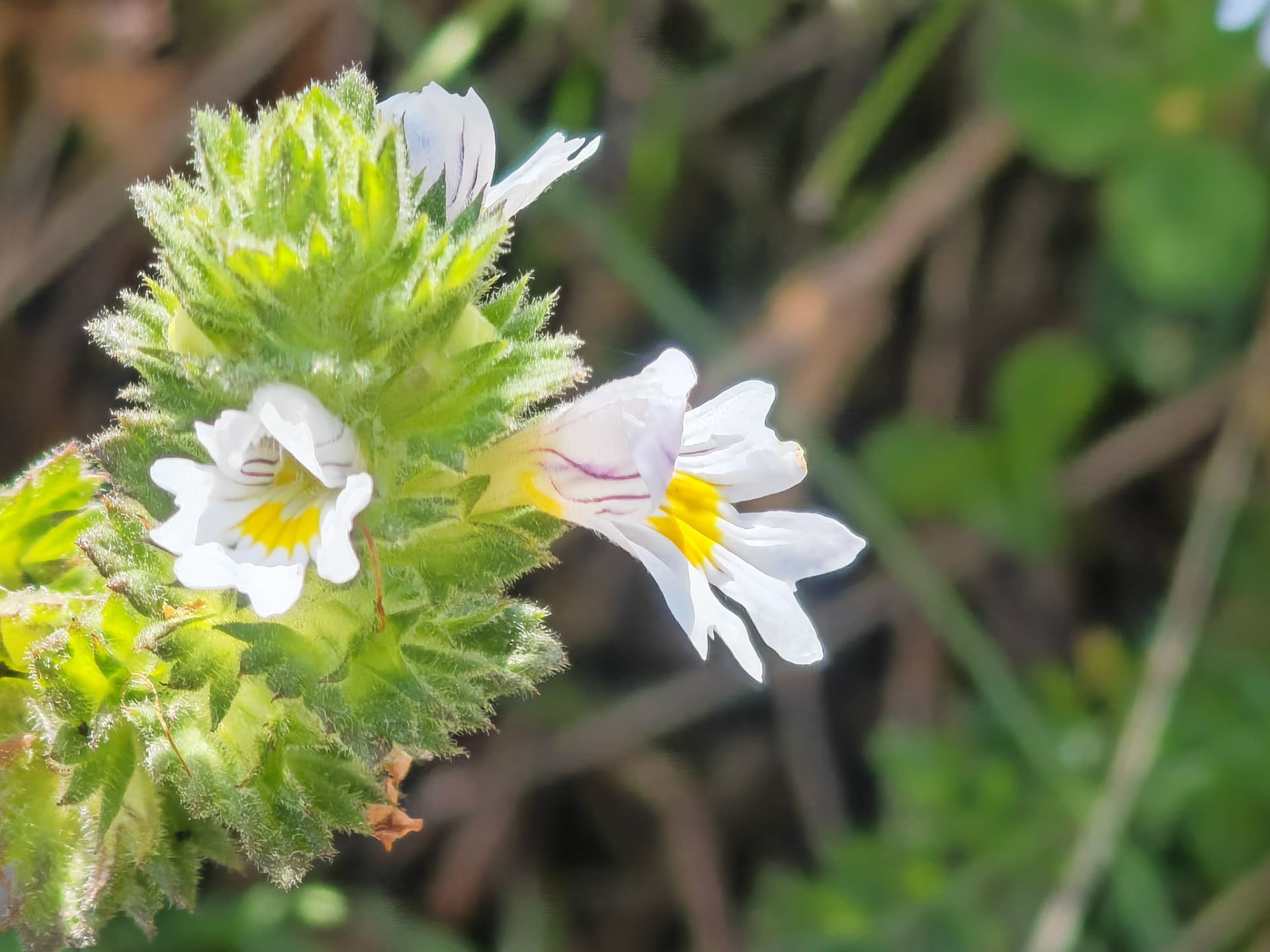 Euphraise officinale