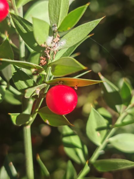 Fragon