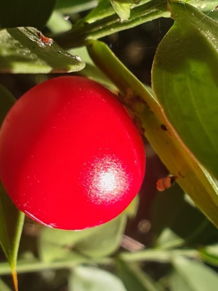 Fragon