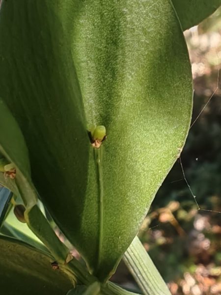 Fragon
