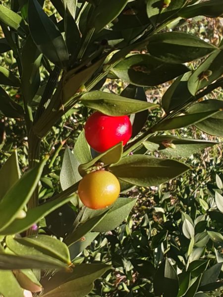 Fragon