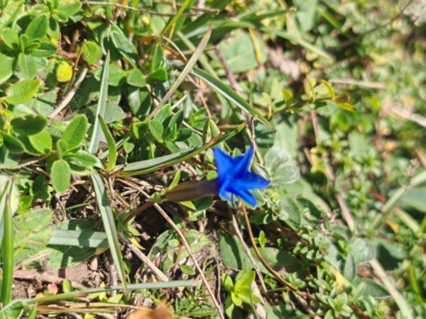 Gentiane à feuilles courtes