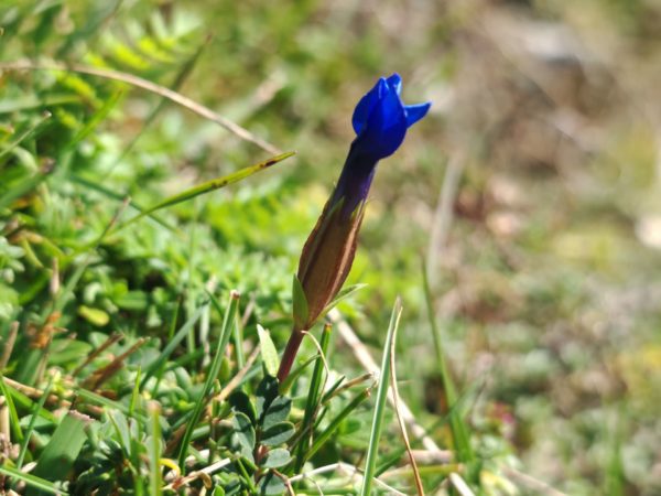 Gentiane à feuilles courtes