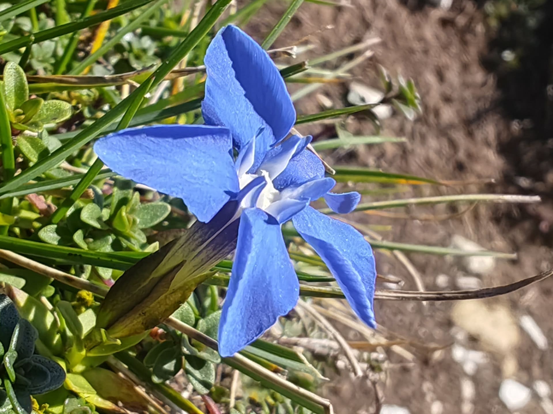 Gentiane à feuilles courtes