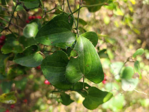 Salsepareille