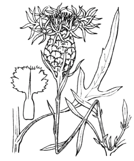 Centaurée jacée