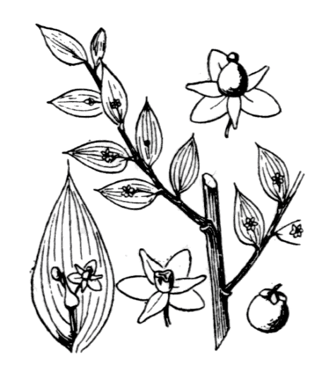 Fragon