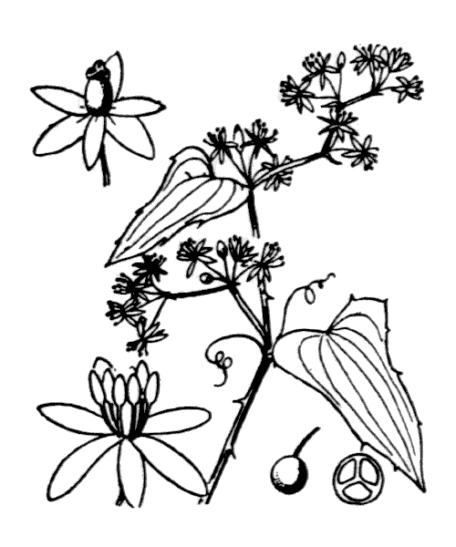 Salsepareille