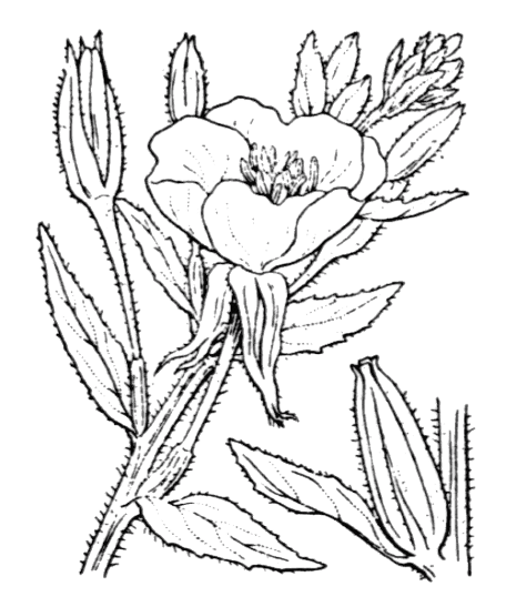 Onagre