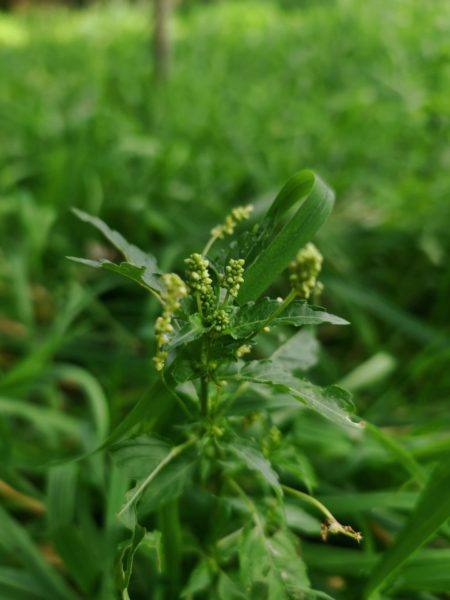 Mercuriale annuelle