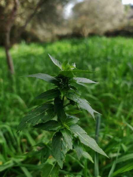 Mercuriale annuelle