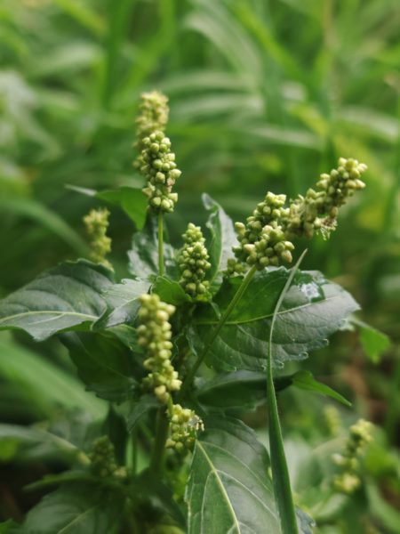 Mercuriale annuelle