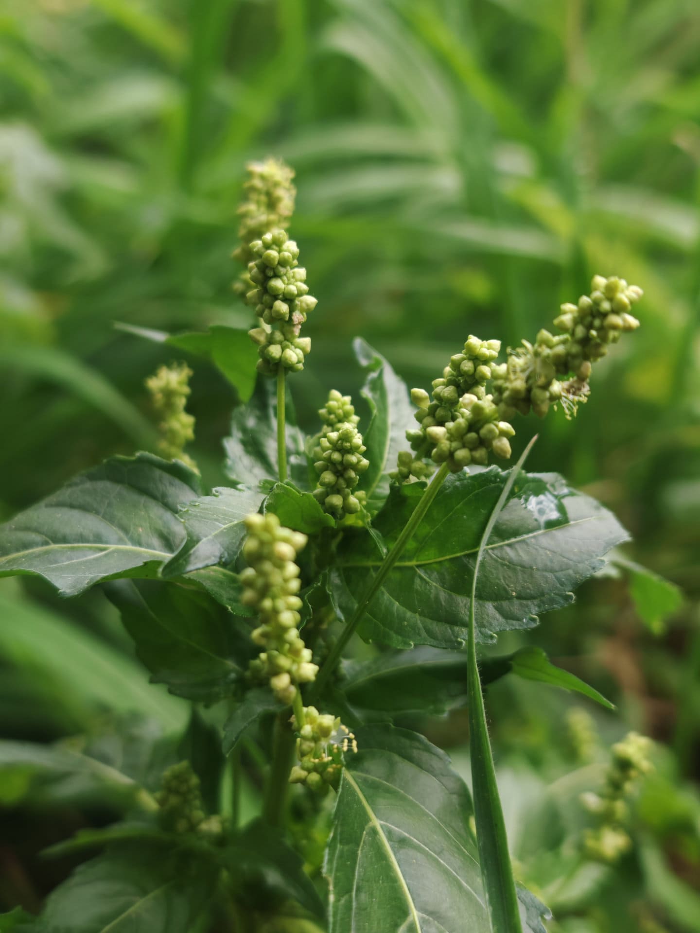 Mercuriale annuelle
