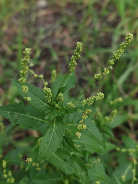 Mercuriale annuelle