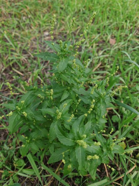 Mercuriale annuelle