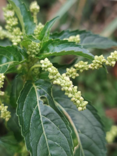 Mercuriale annuelle