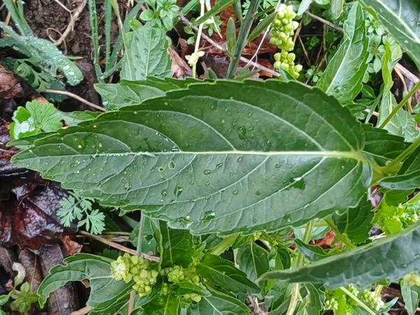 Mercuriale annuelle