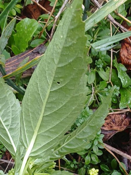 Mercuriale annuelle