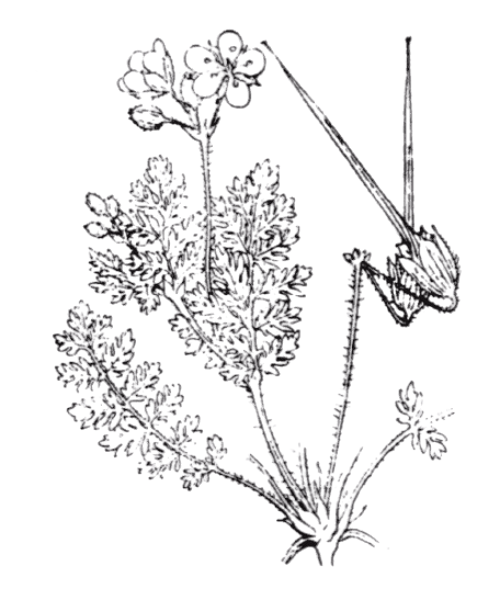 Érodium à feuilles de ciguë