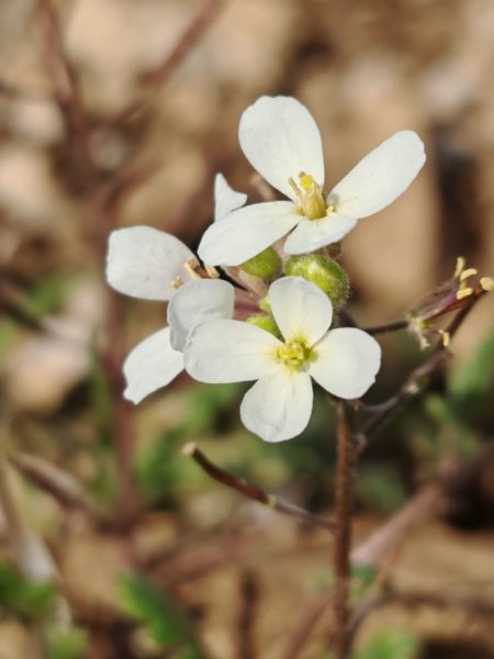 Roquette blanche