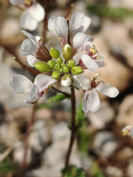 Roquette blanche