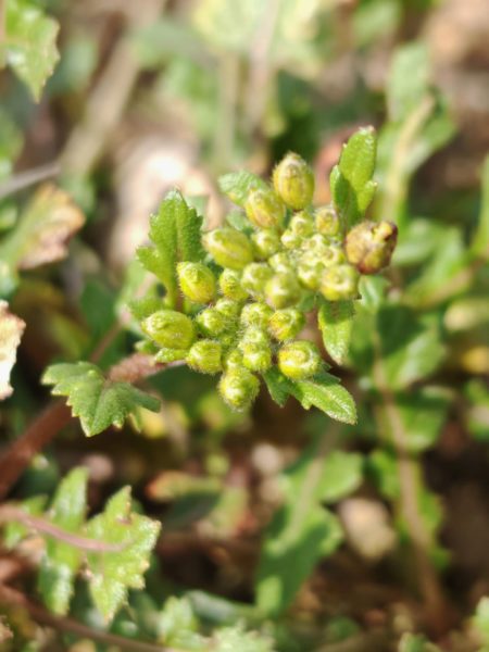 Roquette blanche