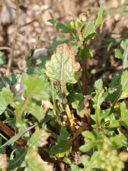 Roquette blanche