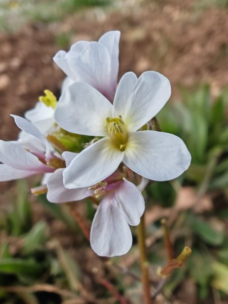 Roquette blanche
