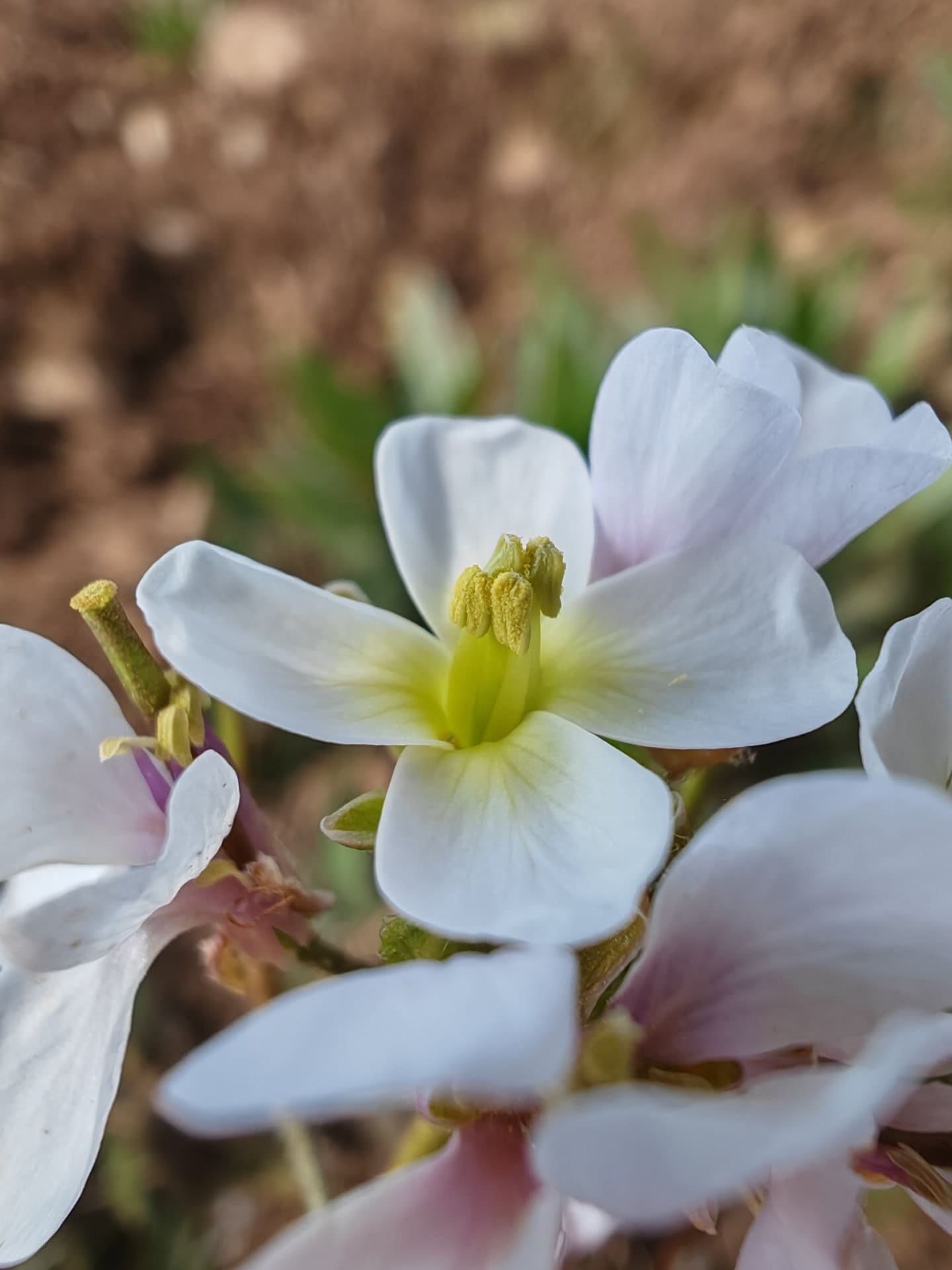 Roquette blanche