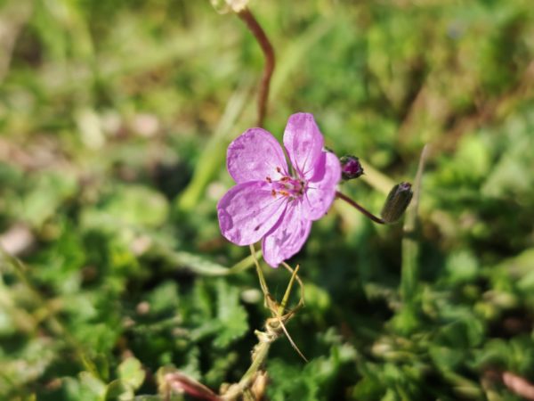 Erodium acaule
