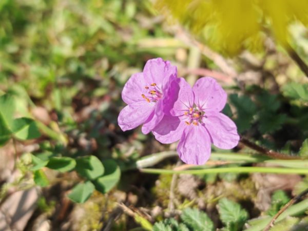 Erodium acaule