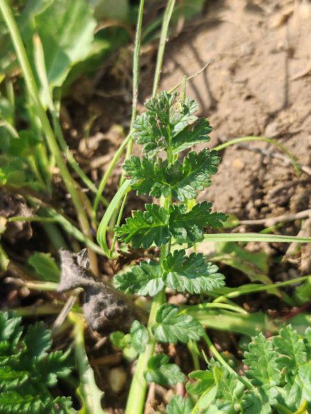Erodium acaule