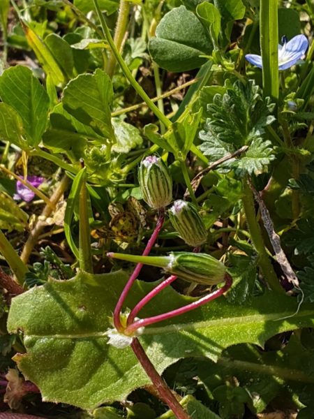 Erodium acaule
