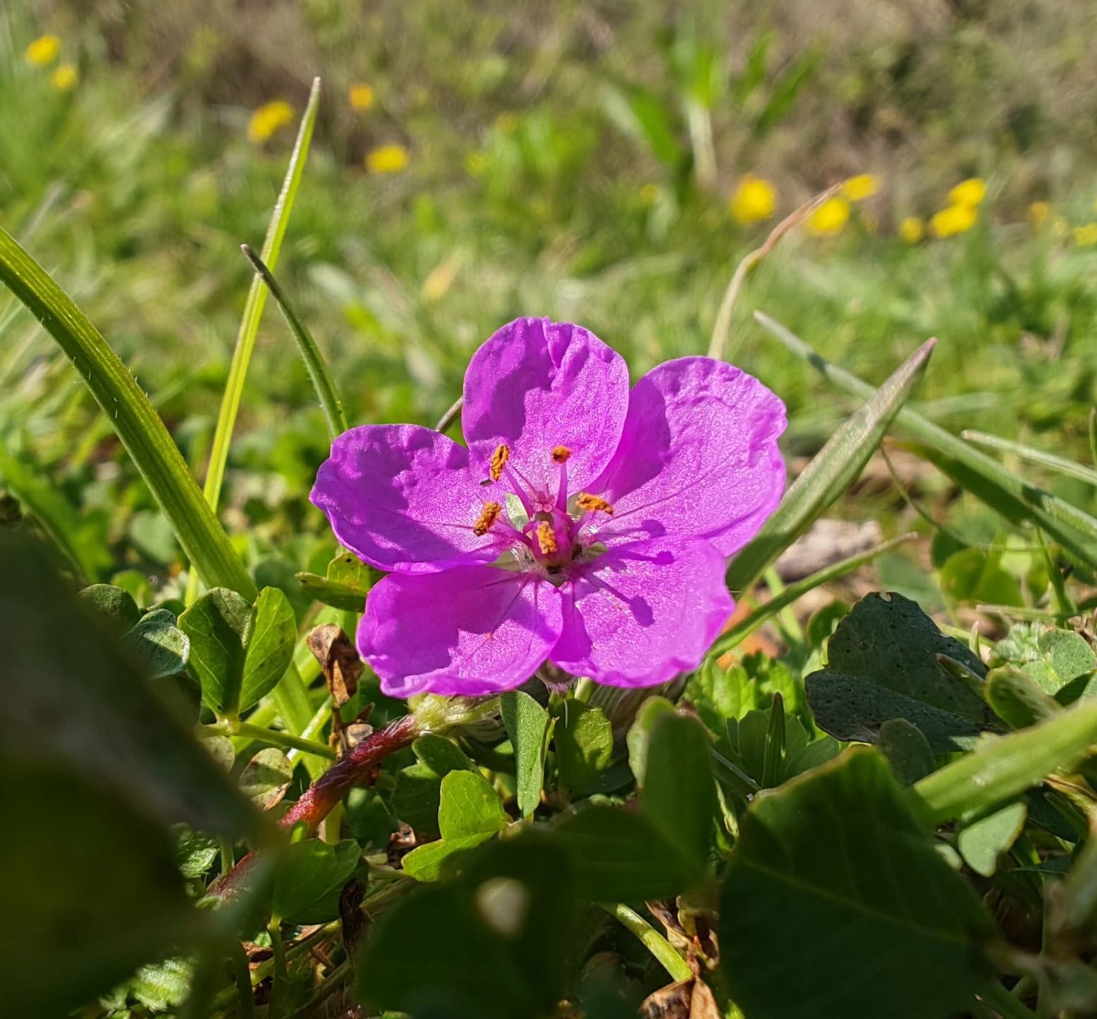 Erodium acaule